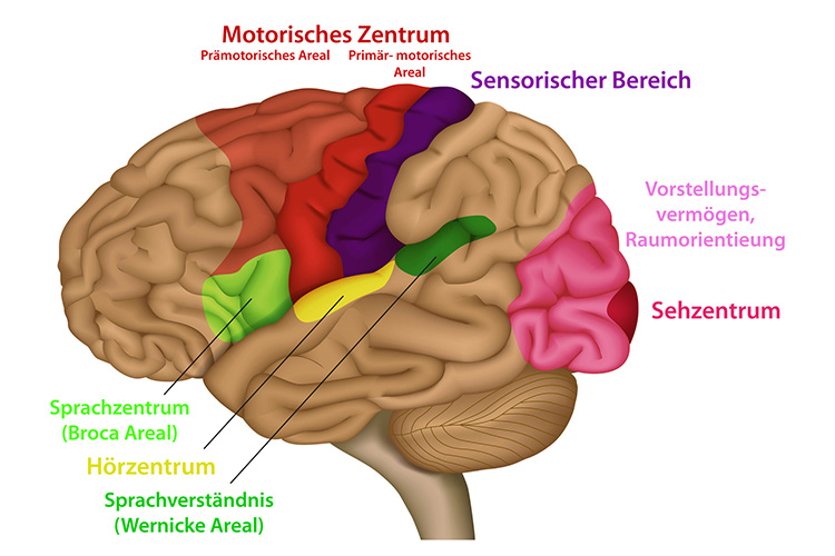 gehirn-training